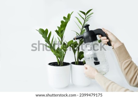 On a white background there is a white pot with an indoor Zamioculcas flower, a woman sprays delicate branches with green foxes.  Background image front view, foreground.