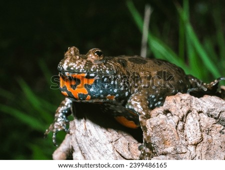 The European fire-bellied toad (Bombina bombina), endangered Red List amphibian species in the wild, south Ukraine Royalty-Free Stock Photo #2399486165