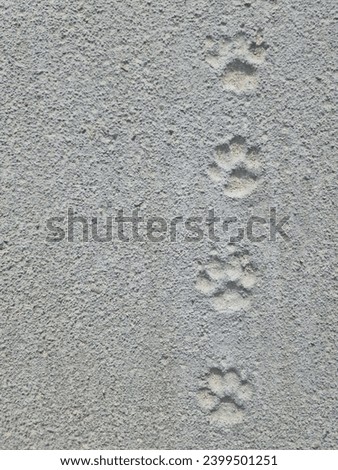 Concrete with cat paw prints.