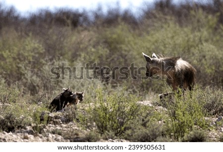 Brown Hyena in the Kgalagadi Transfortier national park Royalty-Free Stock Photo #2399505631