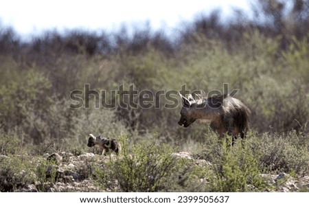 Brown Hyena in the Kgalagadi Transfortier national park Royalty-Free Stock Photo #2399505637
