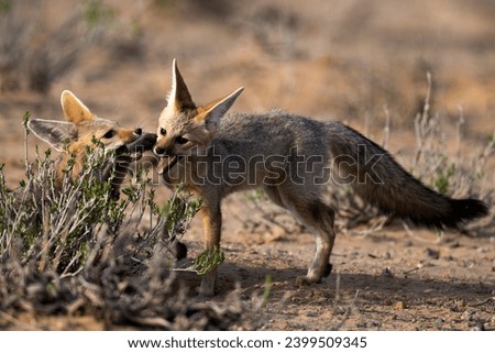 Foxes in African national parks (Botswana, Zambia, Namibia)
