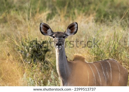 Antelopes in African national parks (Botswana, Namibia, Zambia, Zimbabwe, South Africa)