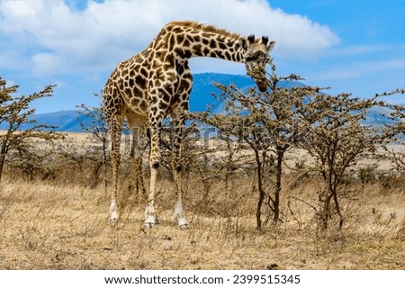 Giraffe (camelopardalis) at Serengeti national park, Tanzania. Wildlife photo