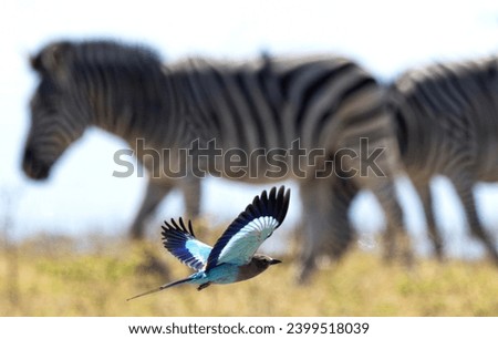 Birds in African national parks (Botswana, Zambia, Namibia, South Africa, Zimbabwe)