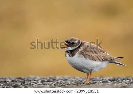 Ringed plover standing on a tarmac road in iceland