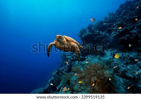 A magnificent giant green sea turtle proudly swims near a coral reef in the blue depths of the sea