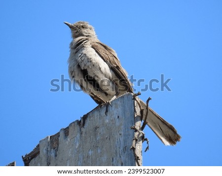 A mockingbird on a wall