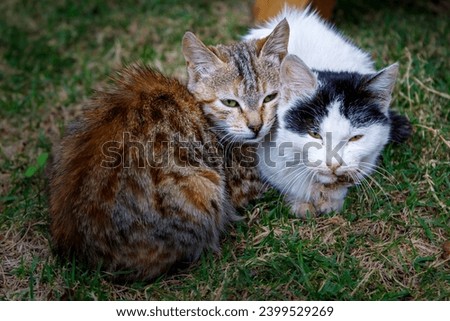 Picture of cuddling cats a white black one and a striped one