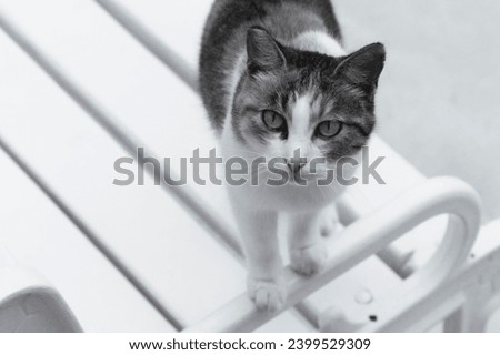 Picture of a cat Black and White on a bench