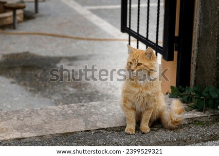 Picture of a cool red cat on the streets