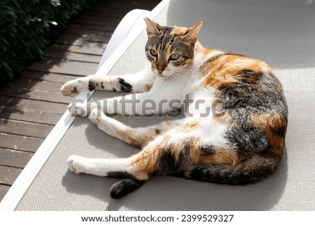 Picture of a cat chilling