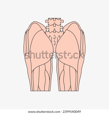 Sketch of the human Body part in vector design. Line drawing of the body part illustration. clip art of medical field icon. Health symbol