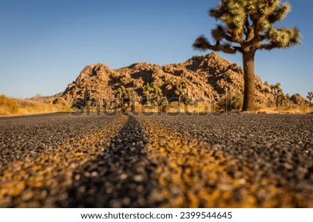 Close up of yellow strips on dark road with blurry joshua tree in background in national park in america, usa Royalty-Free Stock Photo #2399544645