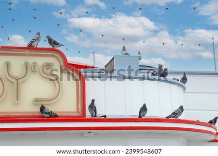 a rooftop covered with a flock of pigeons at Balboa Beach with blue sky and clouds in Newport Beach California USA