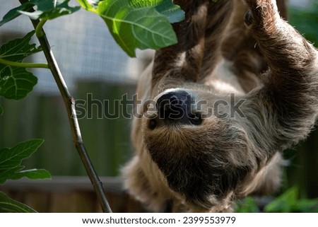 Linnaeus's Two-Toed Sloth (Choloepus didactylus), also known as the Southern Two-Toed Sloth, Unau, or Linne's Two-Toed Sloth. Royalty-Free Stock Photo #2399553979