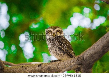 A beautiful picture of an owl perched on a branch