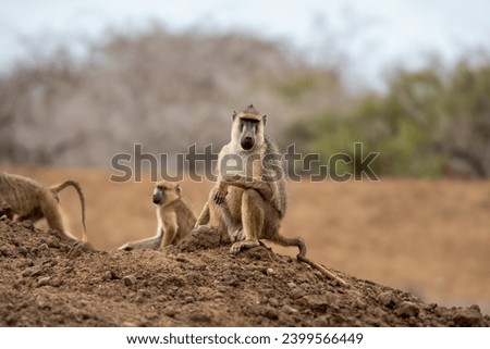 Baboon troop and family in Africa. Grooming, feeding, foraging, walking through African savanna. Mother, father, juvenile. Yellow, Olive Baboons