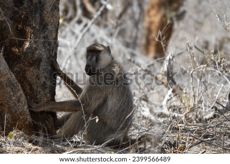 Baboon troop and family in Africa. Grooming, feeding, foraging, walking through African savanna. Mother, father, juvenile. Yellow, Olive Baboons