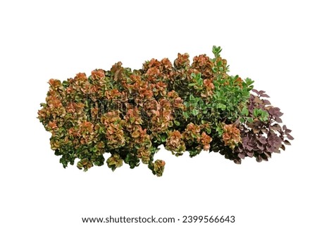 Copper plant or Copperleaf is a popular shrub commonly planted in tropical gardens,weedy herbs and shrubs,isolated on white background with clipping path.    Royalty-Free Stock Photo #2399566643