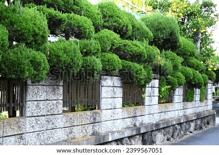 Juniperus chinensis 'Kaizuka' ( Chinese juniper ) hedge. Cupressaceae evergreen conifer. It is resistant to exhaust gas, so it is used for hedges. Royalty-Free Stock Photo #2399567051