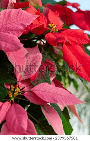 festive red and pink poinsettia flowers on display at the local conservatory Royalty-Free Stock Photo #2399567581