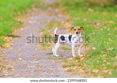 A cute Jack Russell Terrier dog is walking in the park. Pet portrait with selective focus and copy space for text