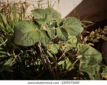 the picture of the green leaves of potatoes