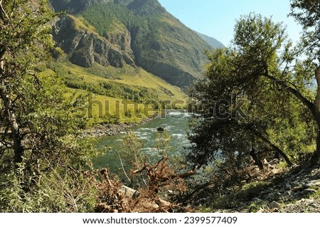 View through dense bushes on a winding turquoise river flowing along the bottom of a deep canyon on a warm autumn evening. Chulyshman river, Altai, Siberia, Russia.