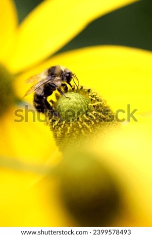 Honey Bee Canon EOS 60D Royalty-Free Stock Photo #2399578493