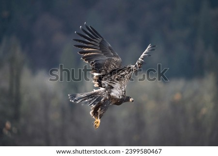 Juvenile Eagle flying above river Royalty-Free Stock Photo #2399580467