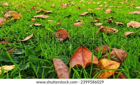 fallen leaves on the grass