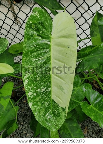 A large, white and green leaf of Philodendron Jose Buono variegated plant