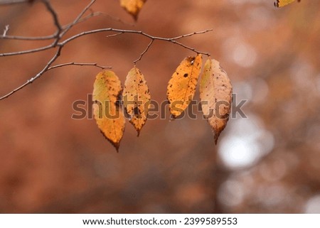 One fall day, I took pictures of maple leaves while walking along a park path.