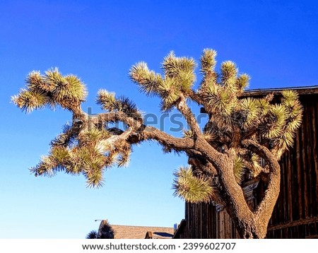 Yucca Tree with Buildings. Pioneertown,California