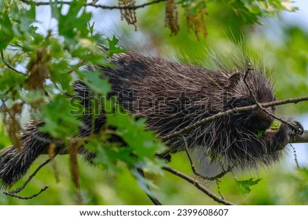 A porcupine rests in a tree at Tawas Point State Park, in East Tawas, Michigan.
