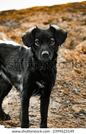Black puppy close-up against a mountain background.