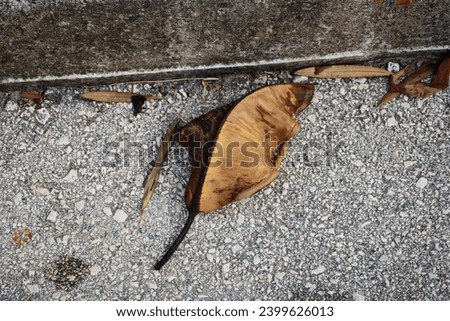 brown dried leaf laying in the road next to the pavement