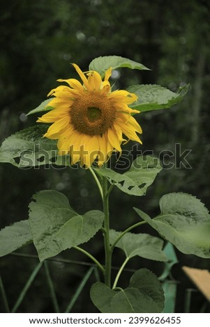 A sunflower with a beautiful rich color.