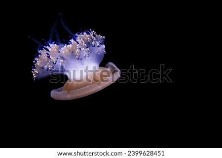 Close-up picture of a striking marine animal jellyfish on a black background	