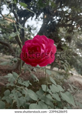 Blooming Morning Rose, Mood Changer, Natural Beauty 