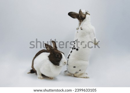 Easter, black and white striped rabbits and white rabbits standing and playing, on a white background.