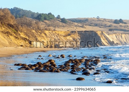 Spherical sandstone concretions at Bowling Ball Beach at low tide, part of Schooner Gulch State Beach in California, USA