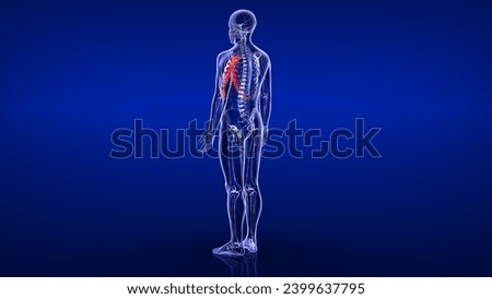 human costal cartilage sternum bone anatomy medical 3d illustration