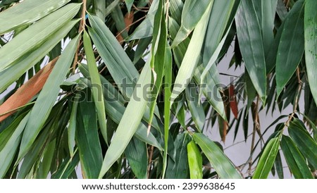 Asian bamboo leaves, Green leaf on white background. Beautiful leaf texture in sunlight
