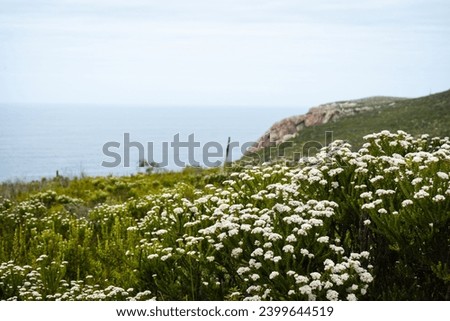 Indigenous flowers along the sea cliffs on the coast of Plettenberg Bay Royalty-Free Stock Photo #2399644519