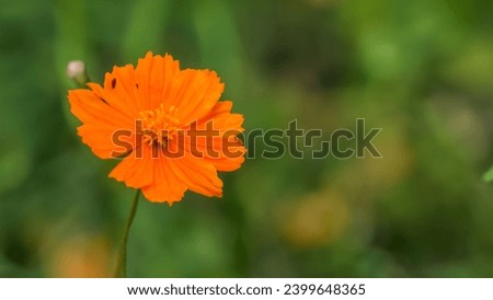 one bold color flower with a blur background.