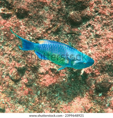 Koh Surin Island in the Andaman sea Thailand teaming with colourful Corel fish Parrot fish