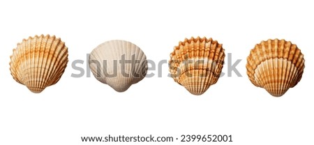 Beautiful sea shells of common cockle isolated on a white background. Cerastoderma edule. Decorative ribbed oval seashells of edible saltwater clams. Royalty-Free Stock Photo #2399652001