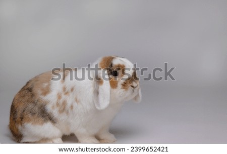 Easter fluffy bunny rabbit on white background. The Holland Lop , sniffing, looking around, on white background. Symbol of easter festival animal. Cute and adorable pet.